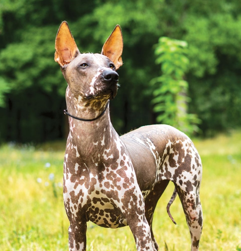 Mexican Hairless Dog Images